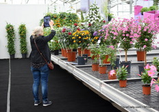 A ladie immortalizing a beauty of Zonnebloem youngplants.